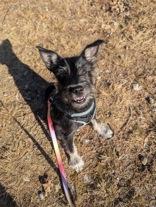 Sky, ADOPTABLE, Puppy Female Terrier.