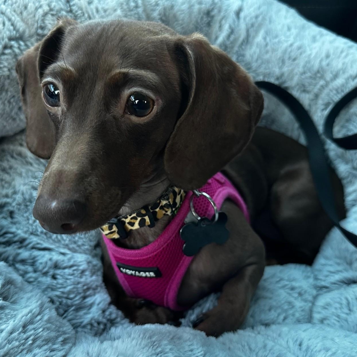 Enlarge Maple, a ADOPTABLE Miniature Dachshund in Portland, OR image 3/4