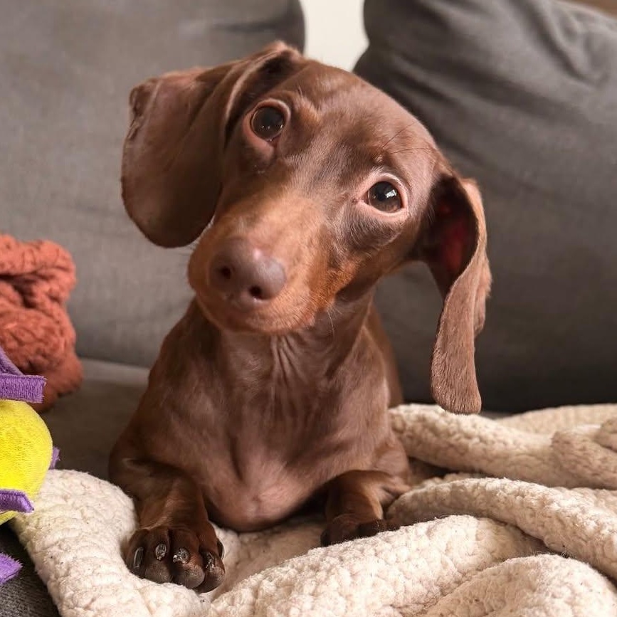 Maple, ADOPTABLE, Young Female Miniature Dachshund.