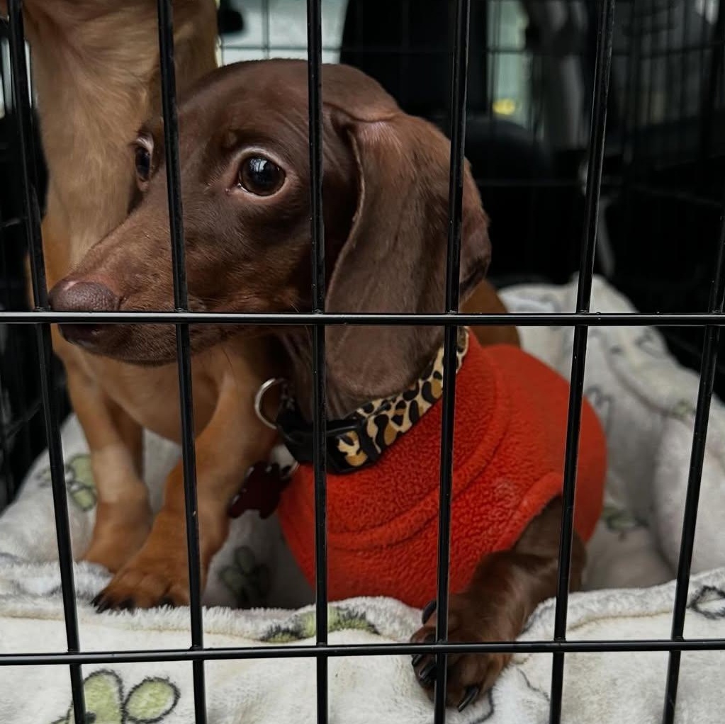 Enlarge Maple, a ADOPTABLE Miniature Dachshund in Portland, OR image 2/4