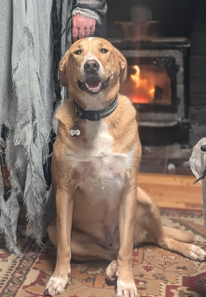 Boeing & Diamond **COURTESY LISTING**, Adoptable, Adult Male Labrador Retriever & Australian Cattle Dog / Blue Heeler.