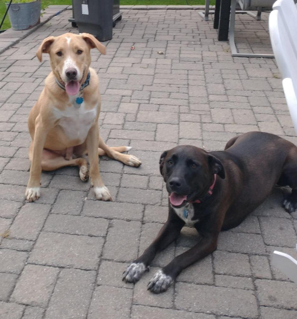 Boeing & Diamond **COURTESY LISTING**, Adoptable, Adult Male Labrador Retriever & Australian Cattle Dog / Blue Heeler.