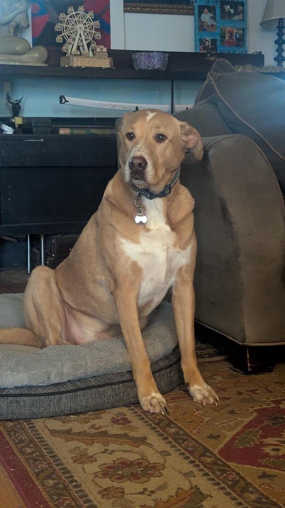 Enlarge Boeing & Diamond **COURTESY LISTING**, a Adoptable mixed breed in Peru, NY image 5/5