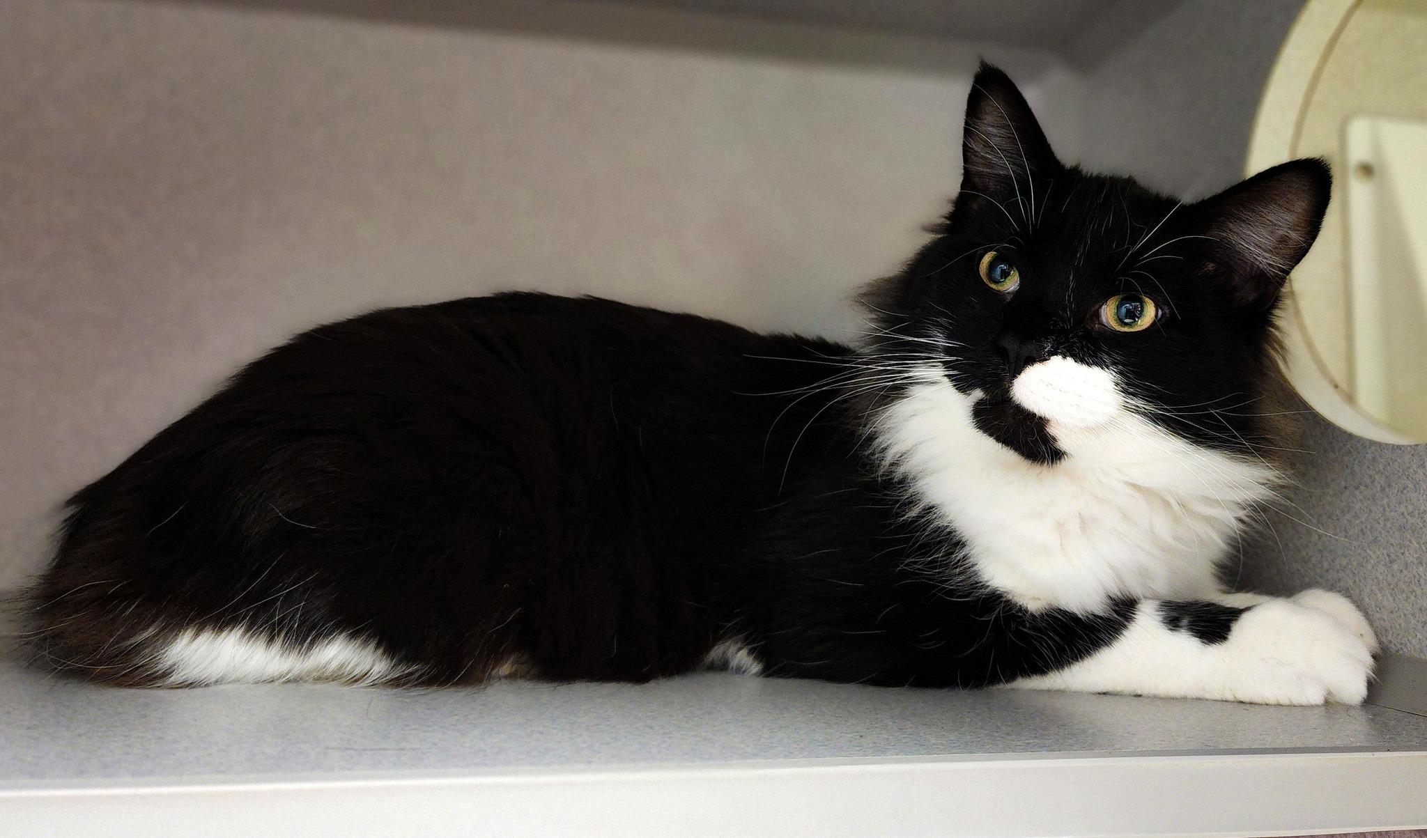 Poblano, Young Male Domestic Long Hair