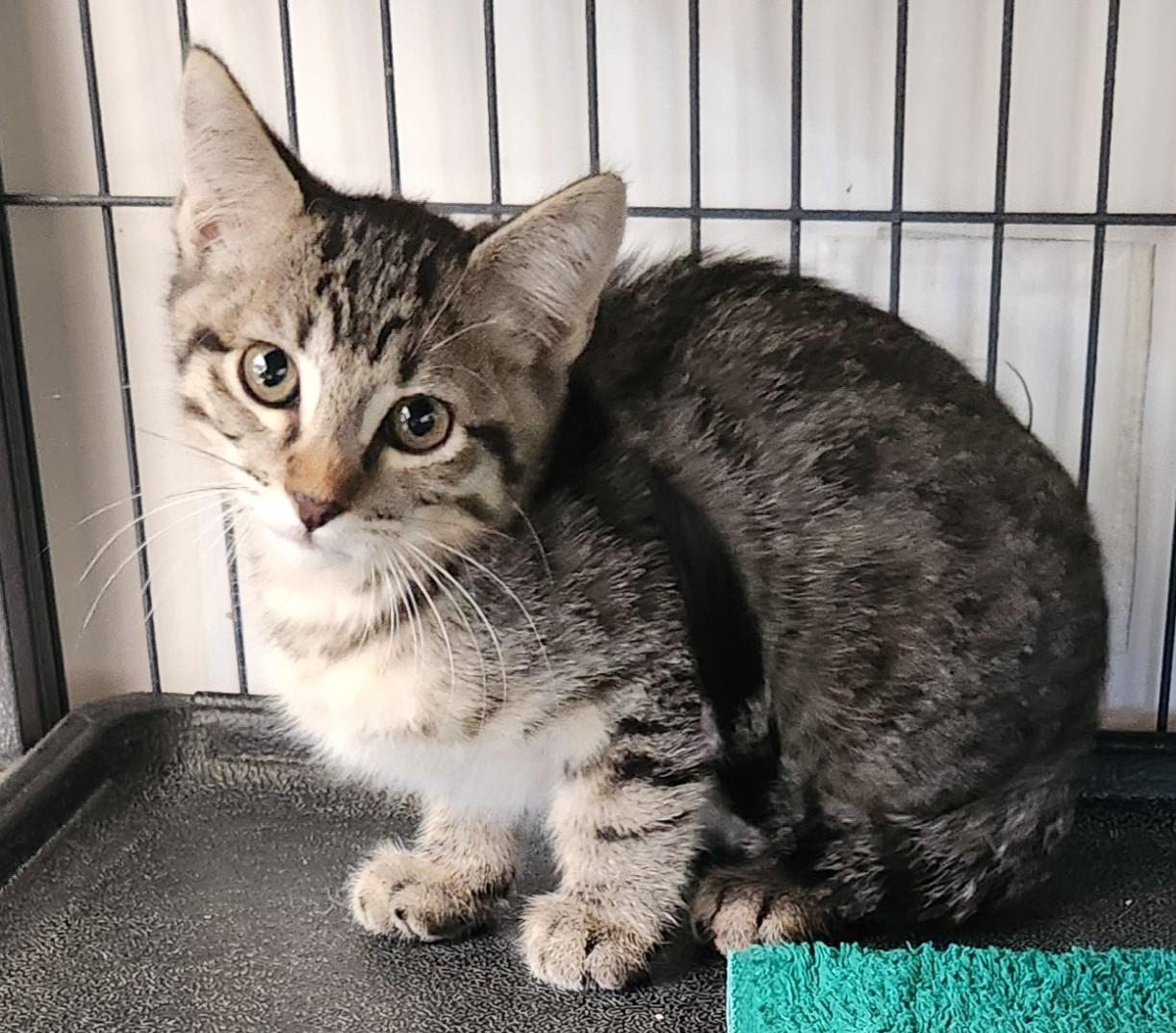 Hudson, Adoptable, Kitten Male Tabby.