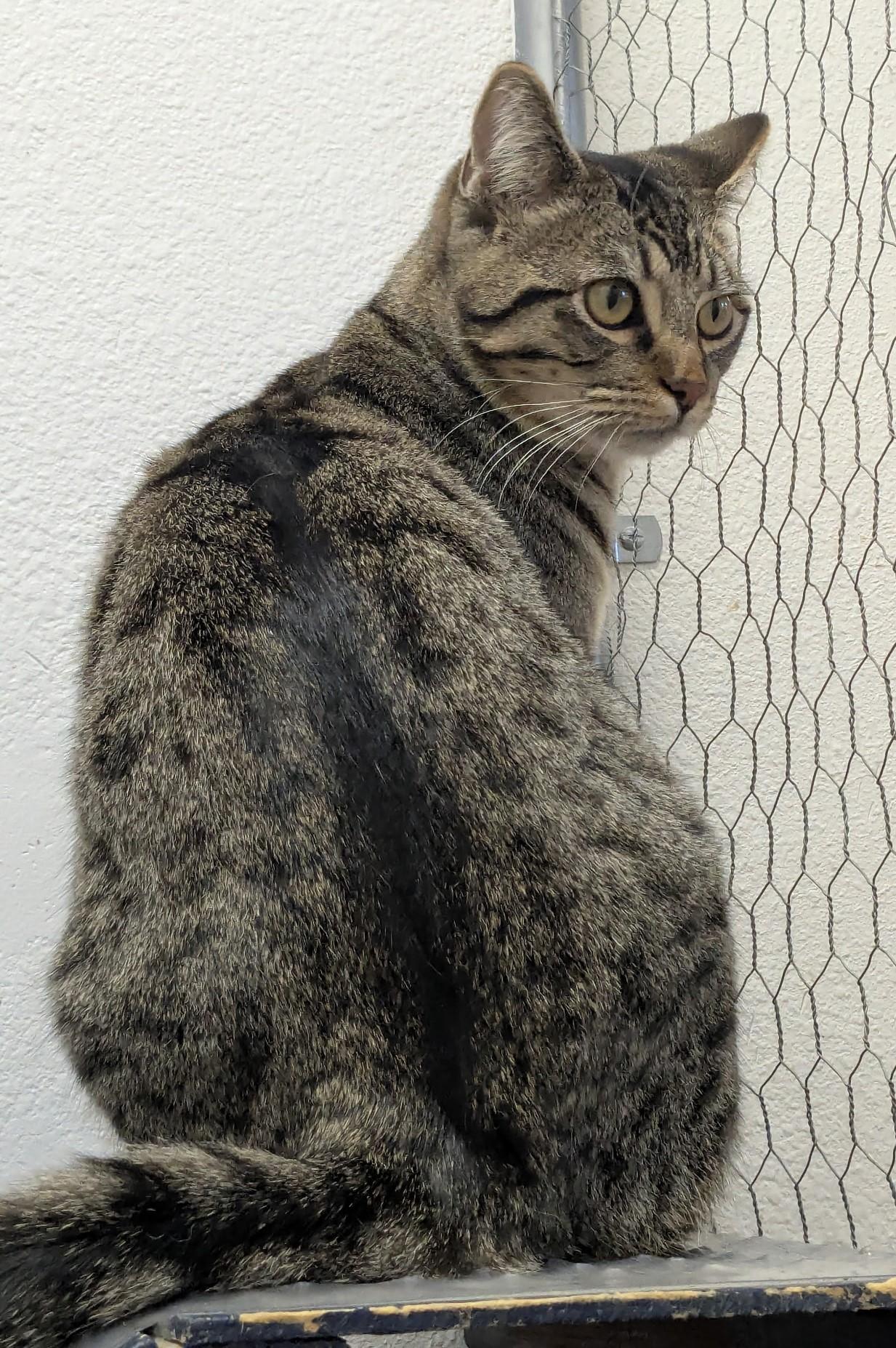 Enlarge Hudson, a Adoptable Tabby in Yarnell, AZ image 1/1