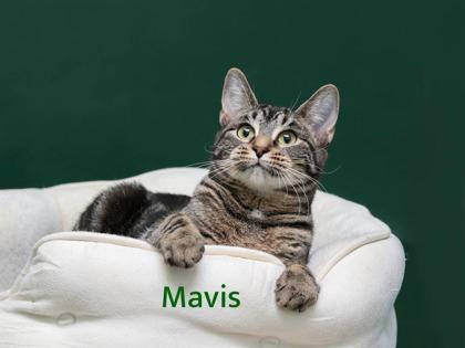 Mavis, Adoptable, Adult Female Domestic Short Hair & Domestic Short Hair.