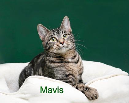 Enlarge Mavis, a Adoptable mixed breed in Parma, OH image 2/2