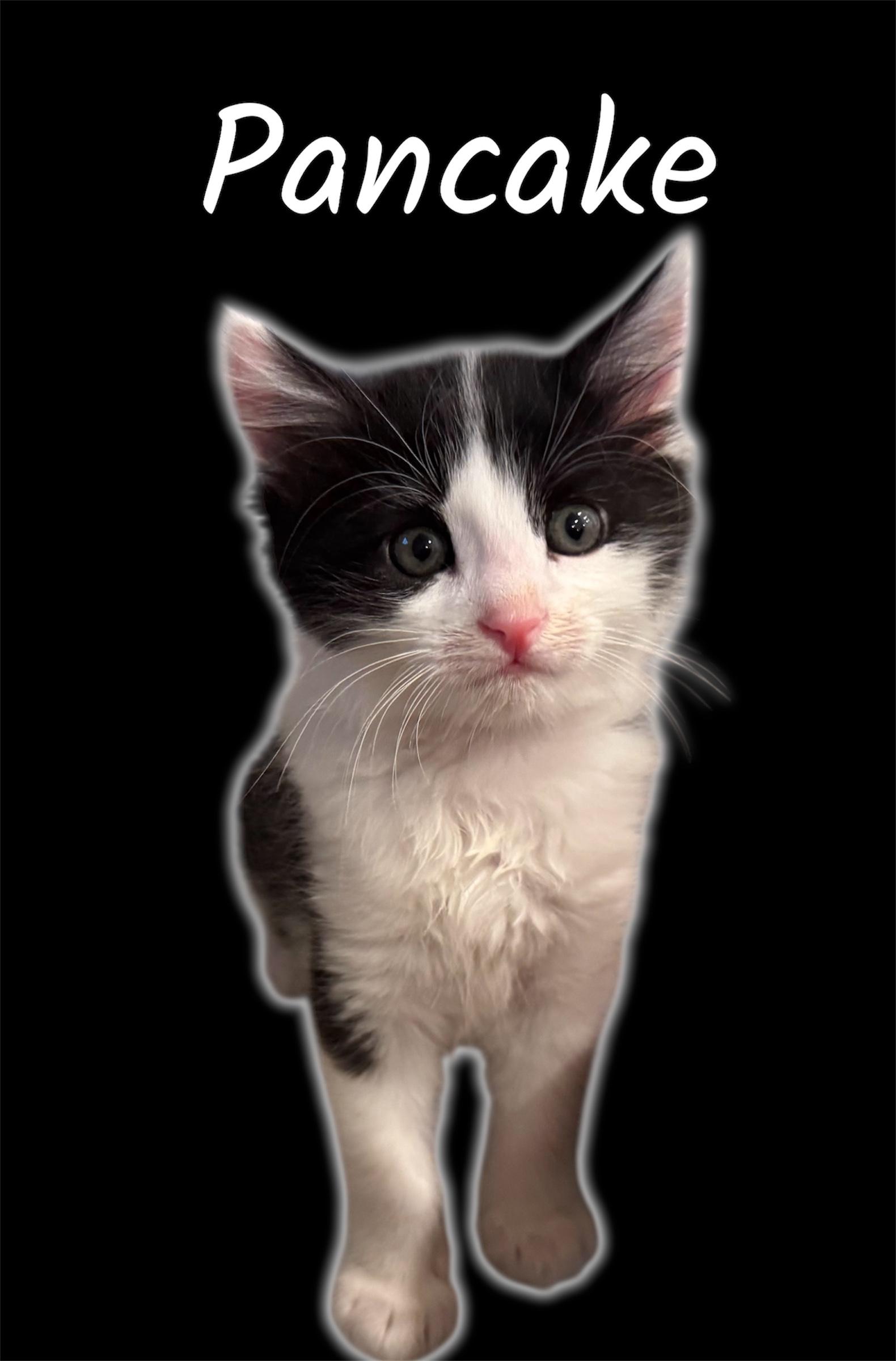 Pancake (Bonded with Pepper), Adoptable, Kitten Male Domestic Medium Hair.