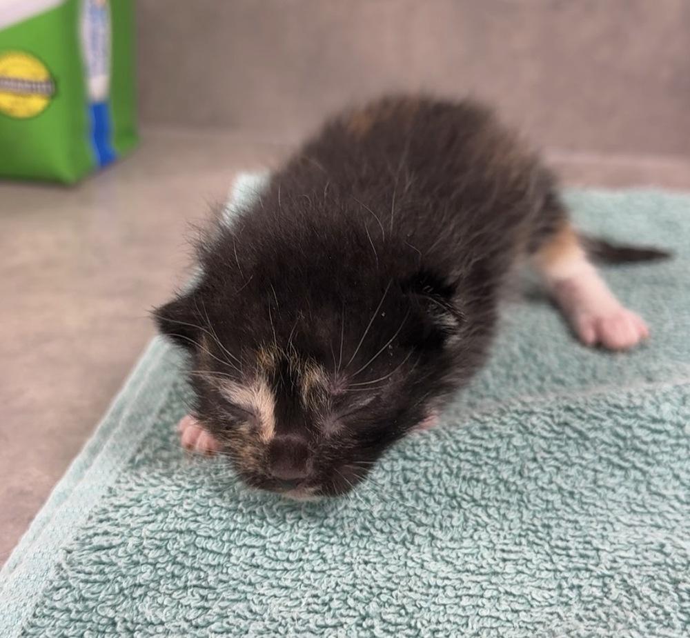 Poppy, Adoptable, Kitten Female Domestic Short Hair.