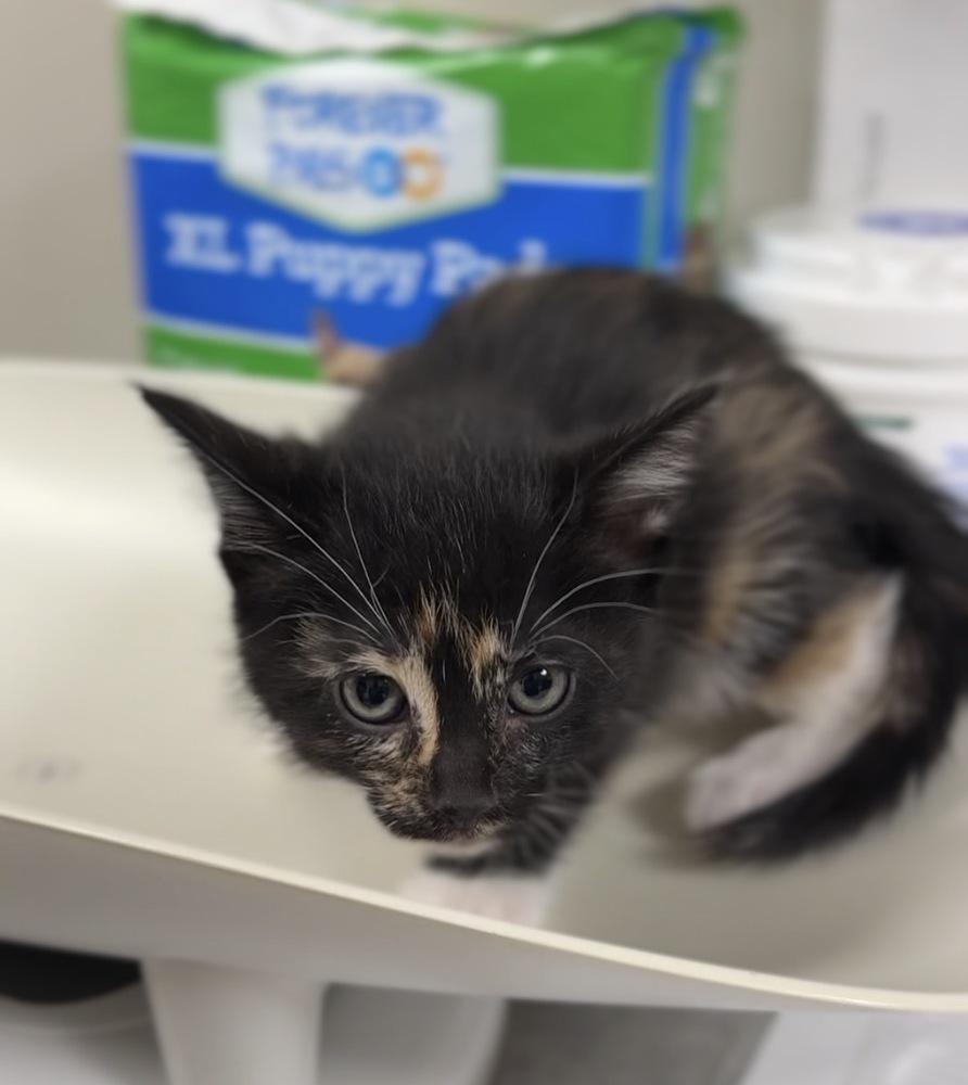 Enlarge Poppy, a Adoptable Domestic Short Hair in Bemidji, MN image 2/3