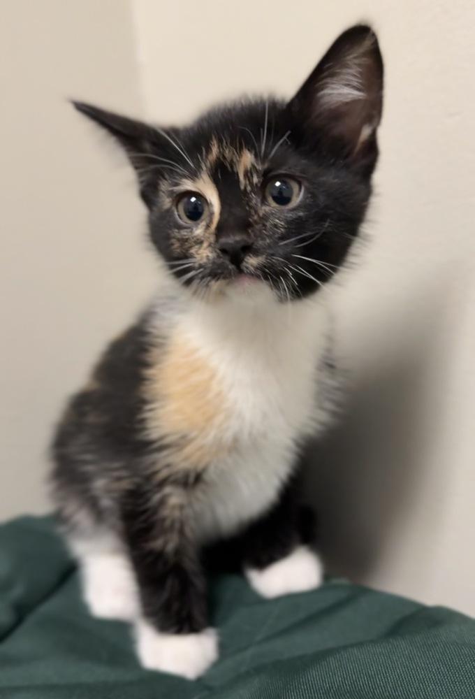 Enlarge Poppy, a Adoptable Domestic Short Hair in Bemidji, MN image 3/3