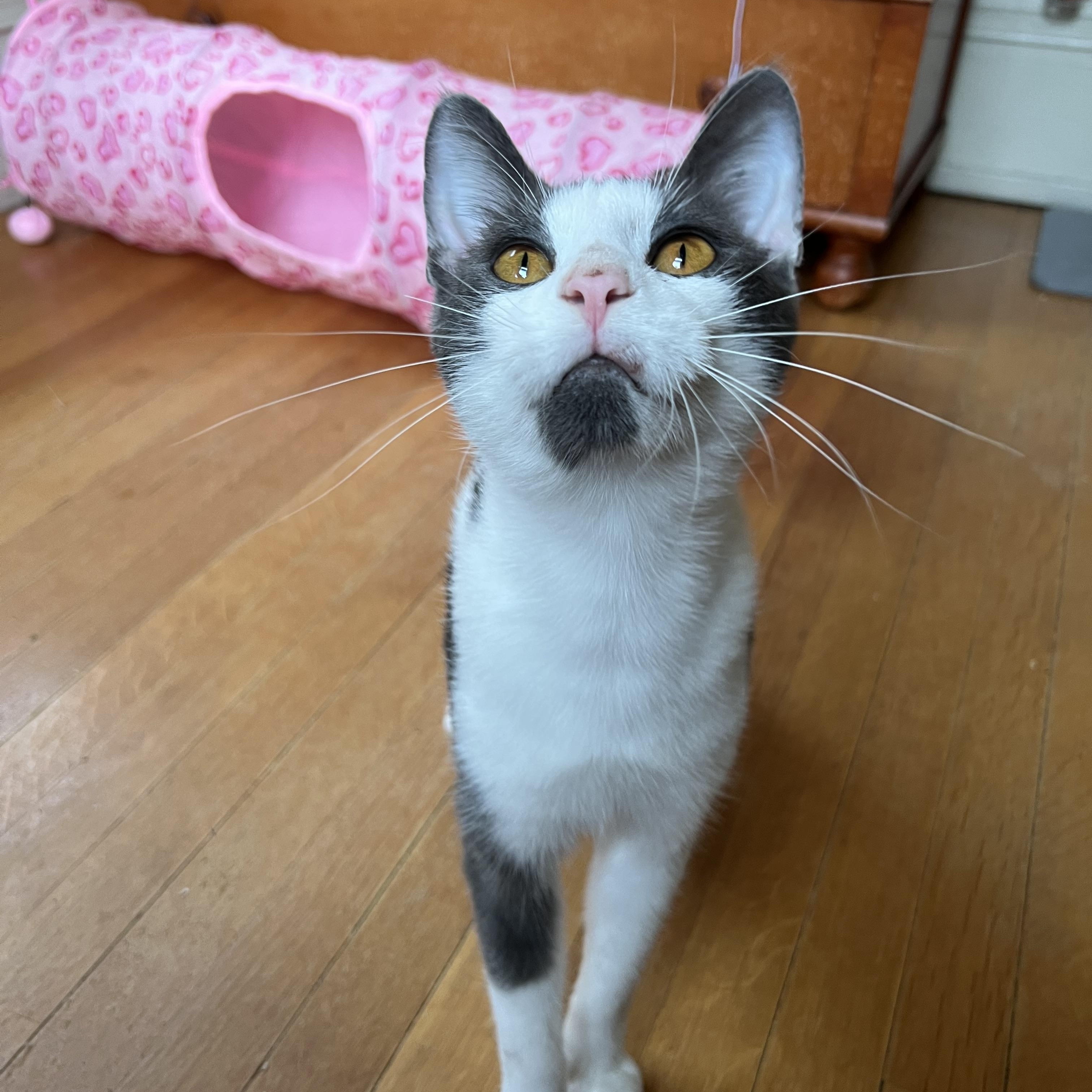 Enlarge Kirby, a Adoptable Domestic Short Hair in Honeoye, NY image 1/1