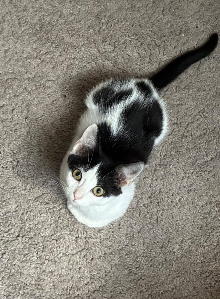 Taylor, Adoptable, Kitten Male Domestic Short Hair.