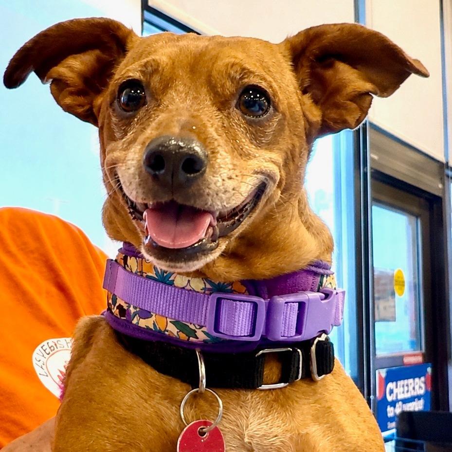 Ruby, Adoptable, Senior Female Chihuahua & Dachshund.