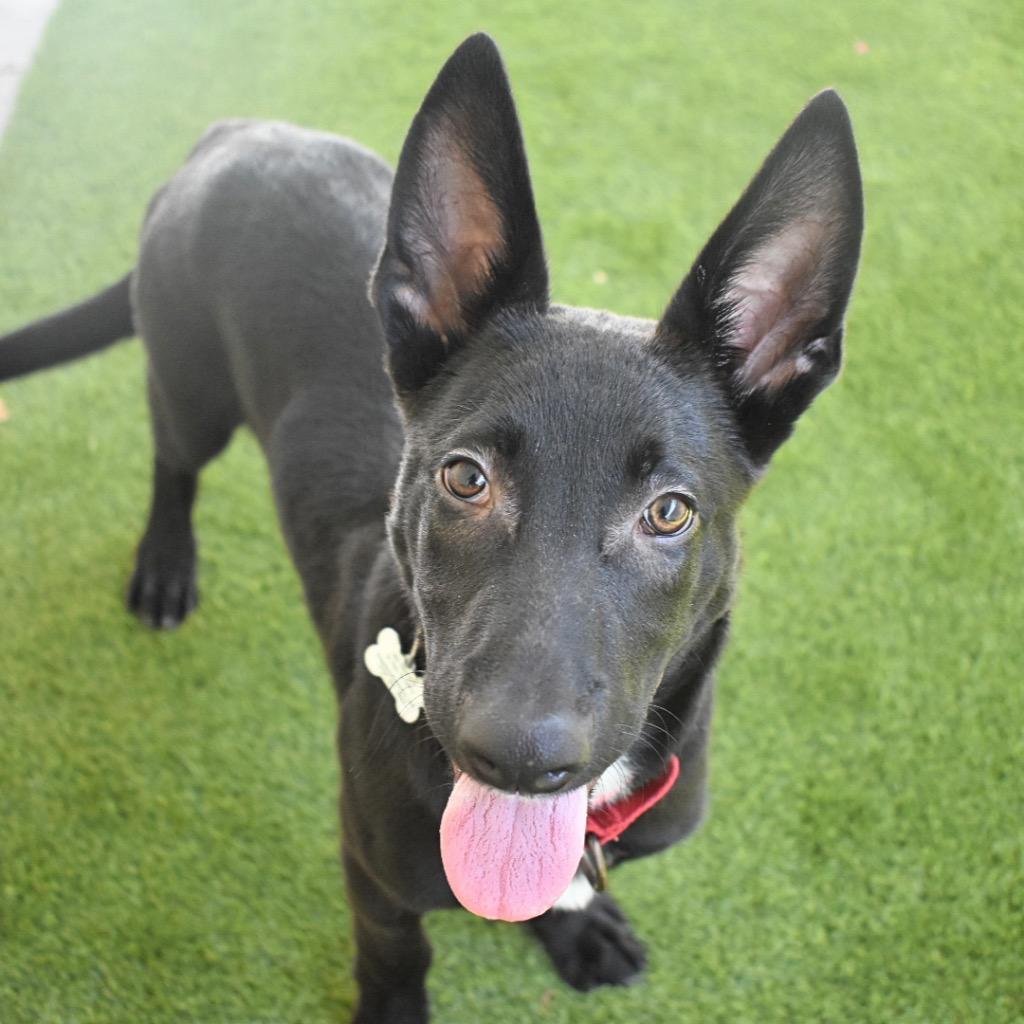 Orion, Adoptable, Puppy Male Belgian Shepherd / Malinois.