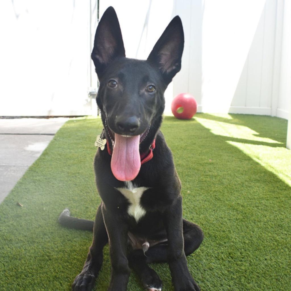 Enlarge Orion, a Adoptable mixed breed in Saint Petersburg, FL image 2/3