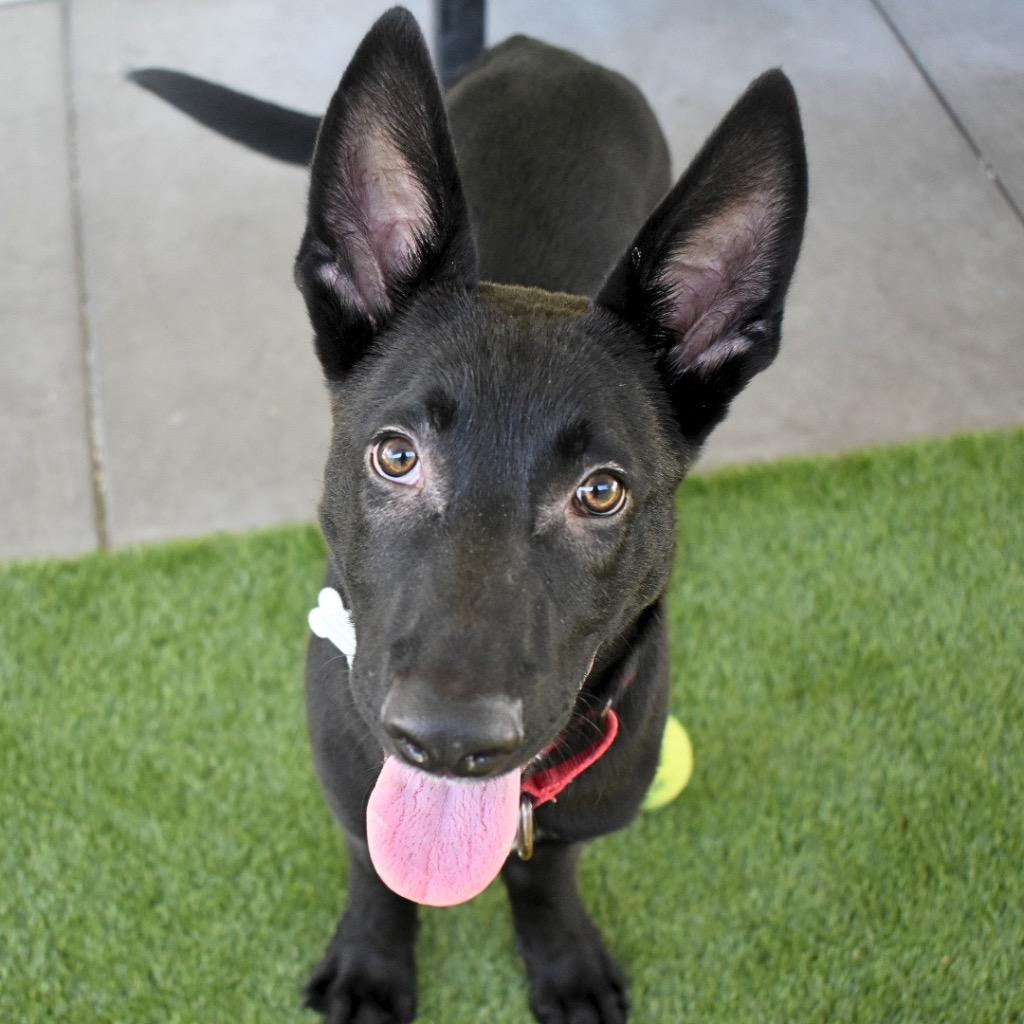 Enlarge Orion, a Adoptable mixed breed in Saint Petersburg, FL image 3/3