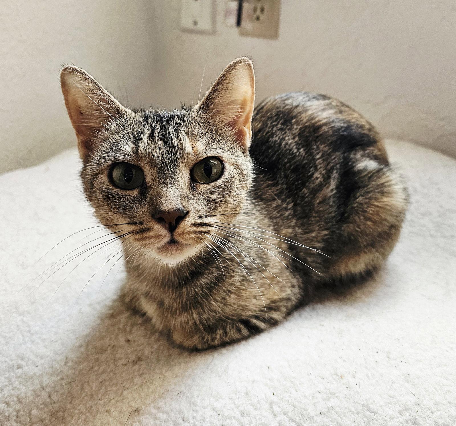 Bean photo