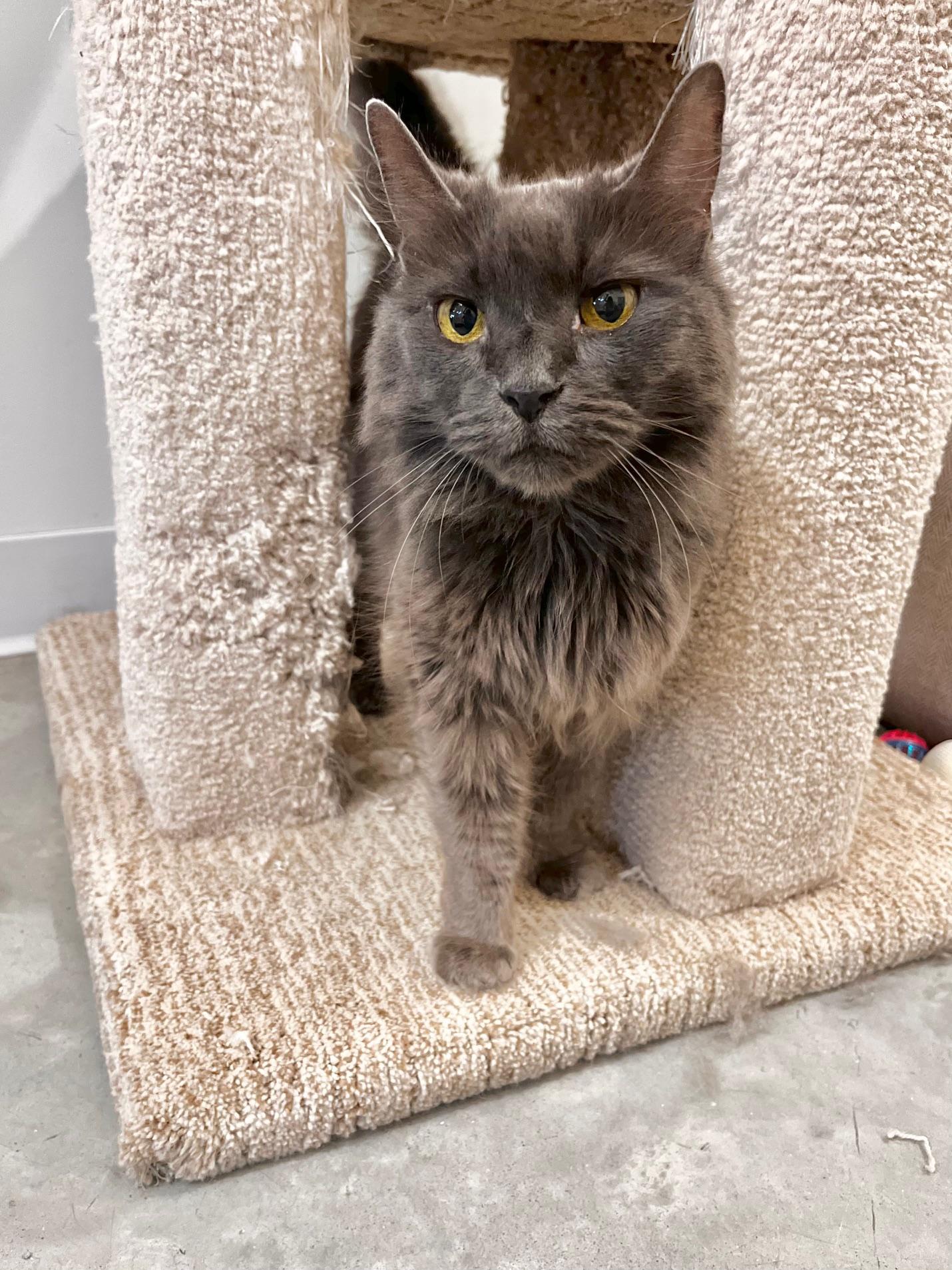 Enlarge Charlotte, an adoptable Domestic Long Hair in Boise, ID image 1/1