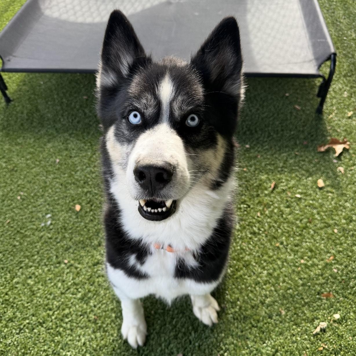 Enlarge Finn, a Adoptable mixed breed in Eatontown, NJ image 3/6