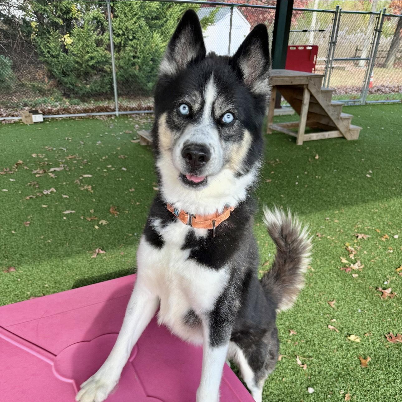 Enlarge Finn, a Adoptable mixed breed in Eatontown, NJ image 4/6