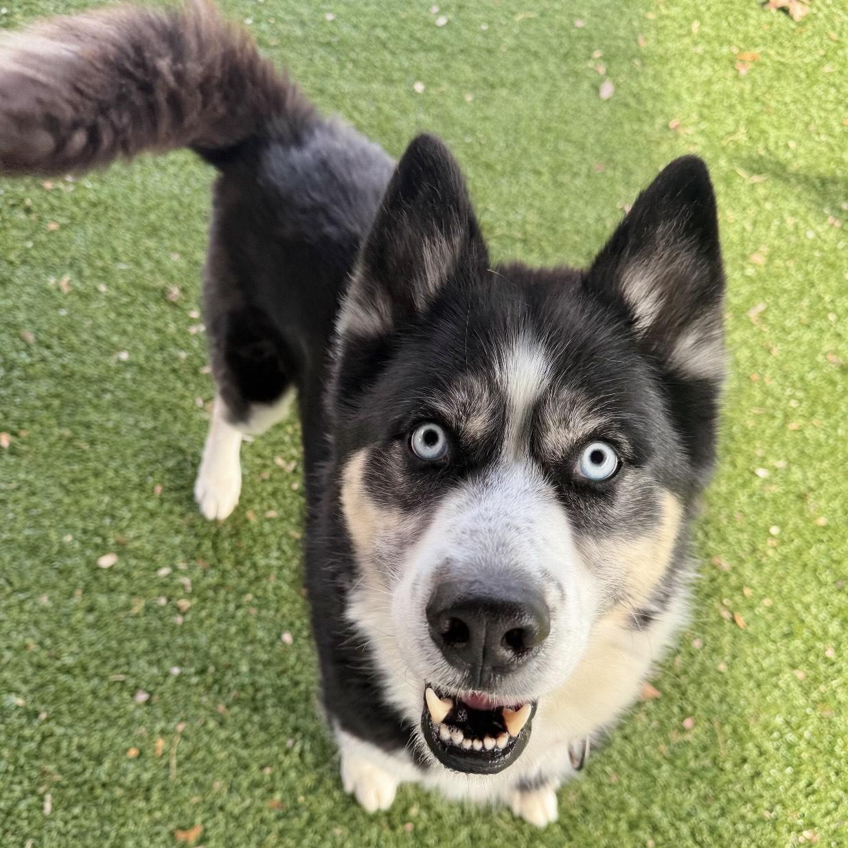 Enlarge Finn, a Adoptable mixed breed in Eatontown, NJ image 5/6