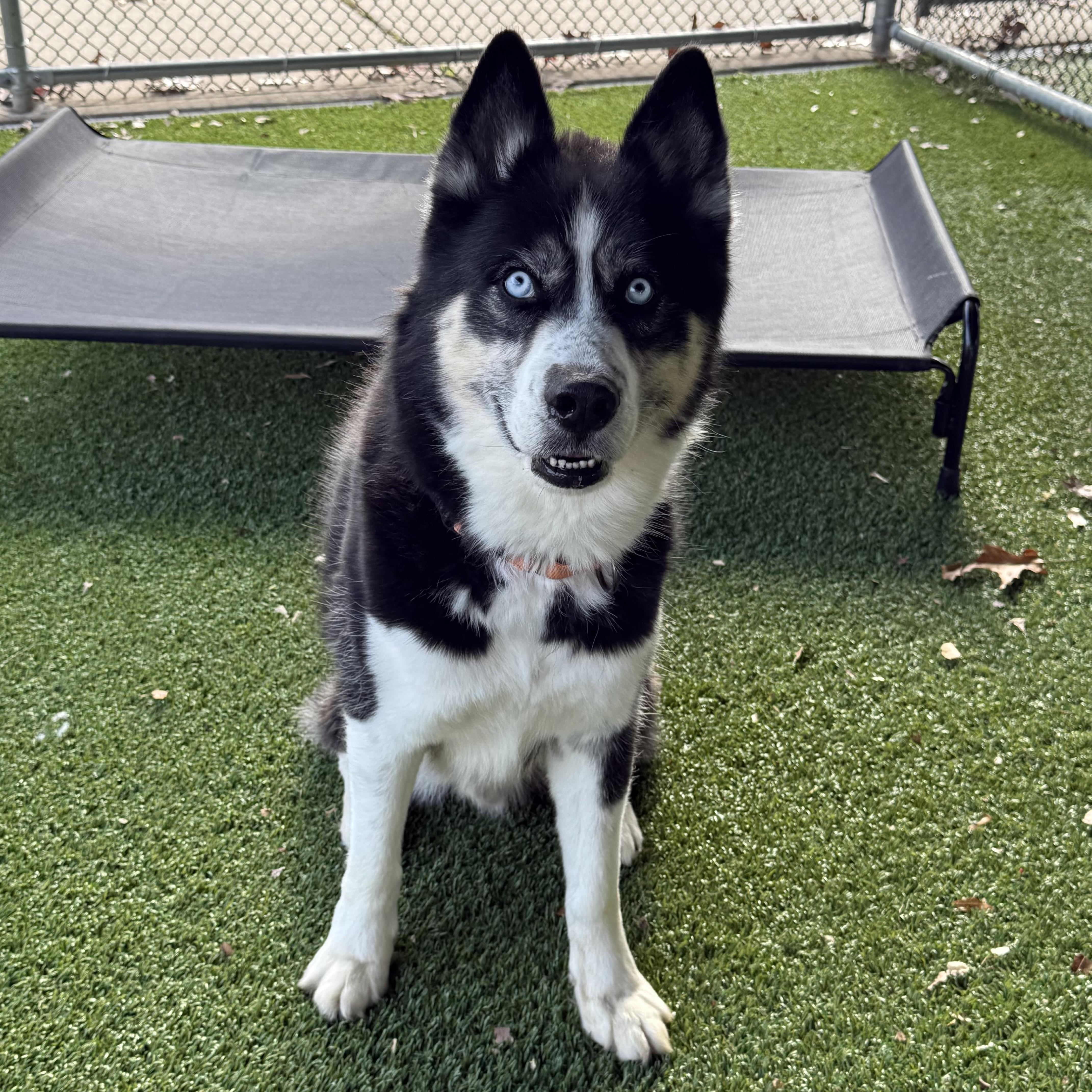 Enlarge Finn, a Adoptable mixed breed in Eatontown, NJ image 6/6