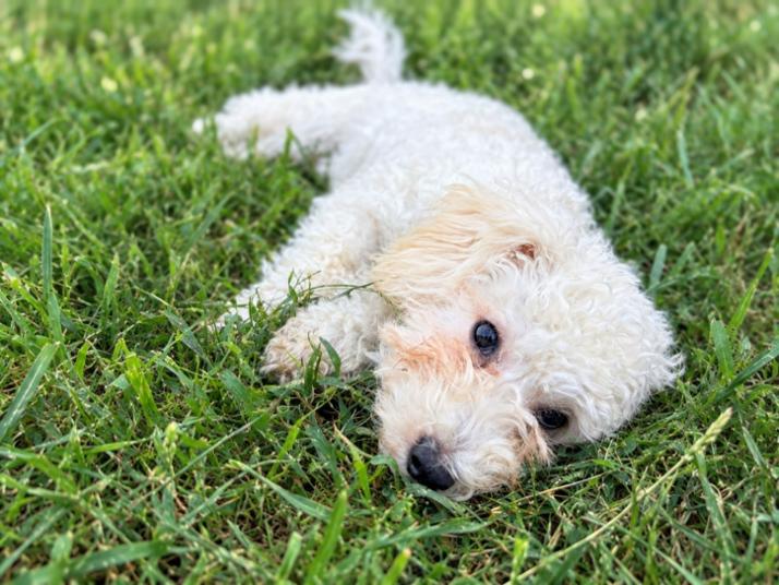 Enlarge Casper, a Adoptable Goldendoodle in Bridgeton, MO image 4/5