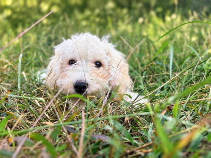 Enlarge Casper, a Adoptable Goldendoodle in Bridgeton, MO image 3/5