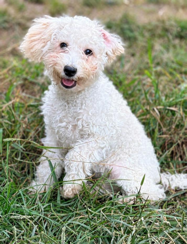 Enlarge Casper, a Adoptable Goldendoodle in Bridgeton, MO image 2/5