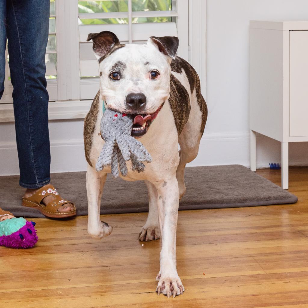 Rudy — thumbnail 3