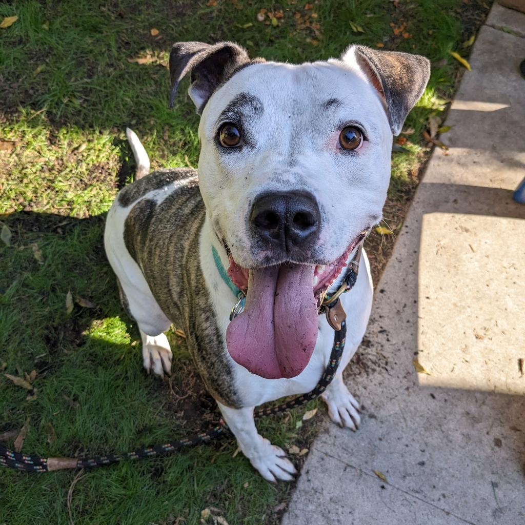 Rudy — thumbnail 4