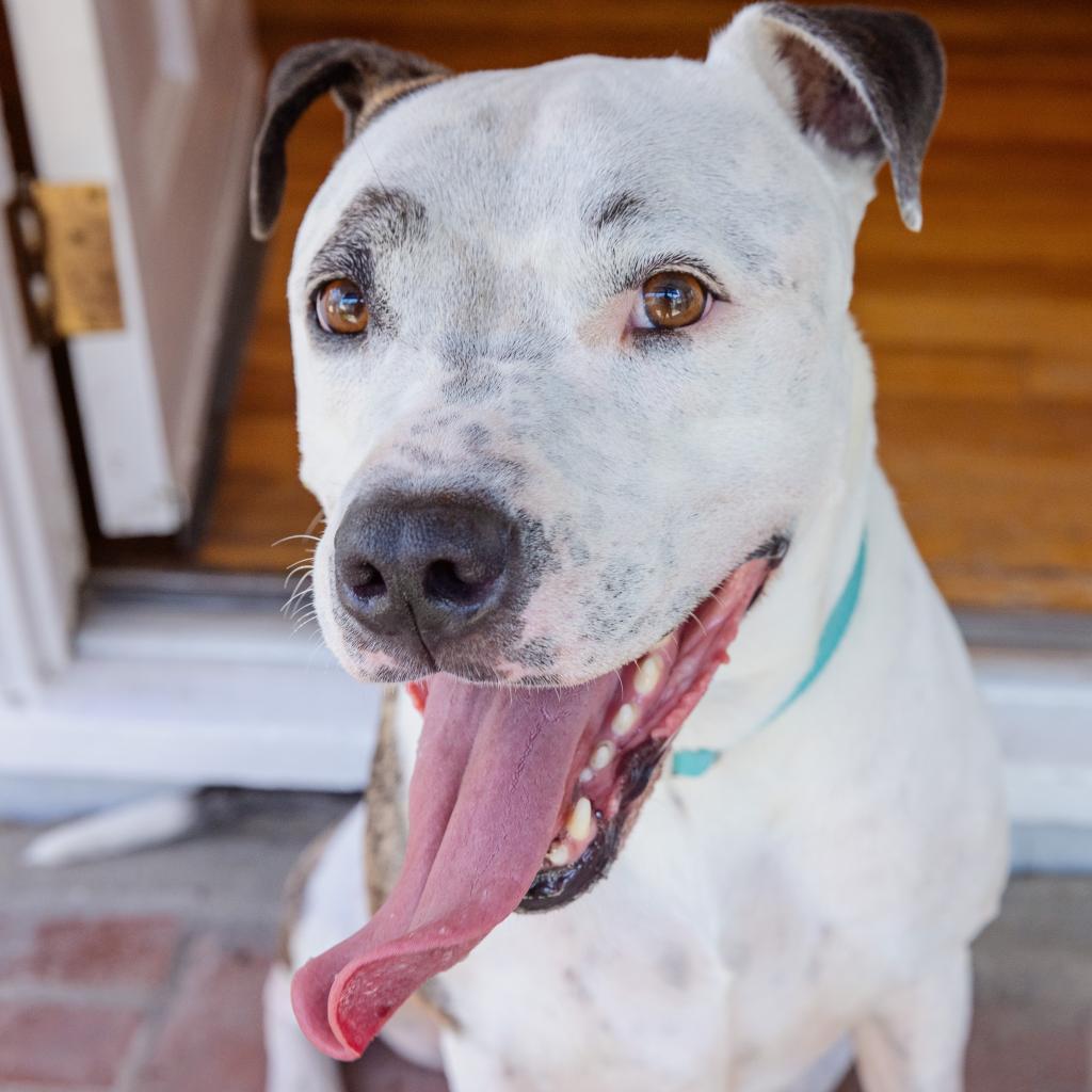 Rudy — thumbnail 6