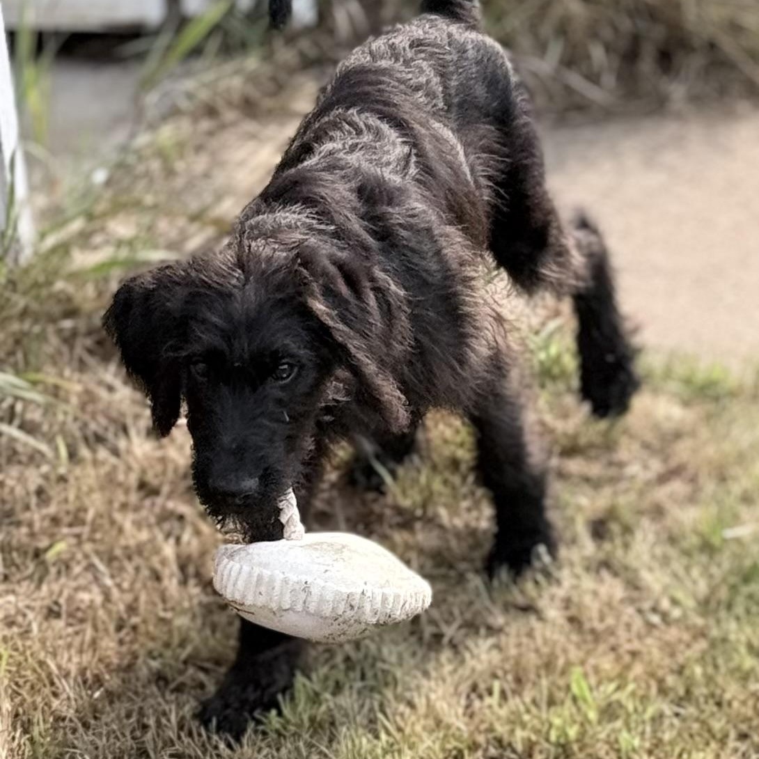 Wilber, Adoptable, Puppy Male Labradoodle & Labrador Retriever.
