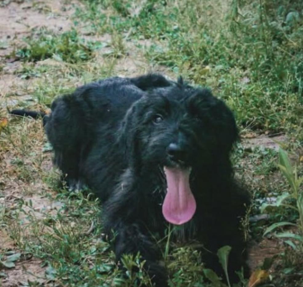 Wilber, a Adoptable mixed breed in South Saint Paul, MN image 2/6