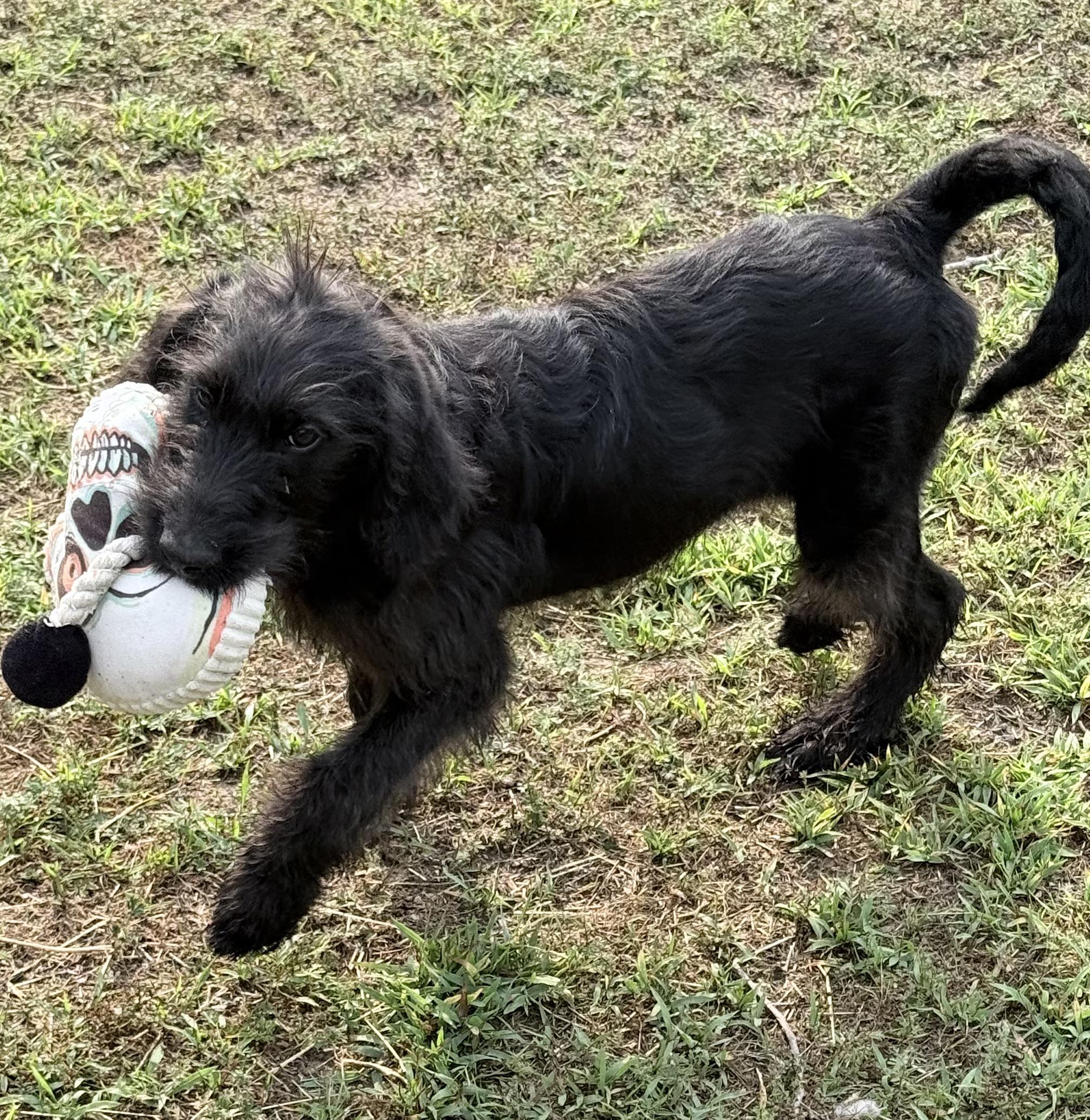 Wilber, a Adoptable mixed breed in South Saint Paul, MN image 3/6