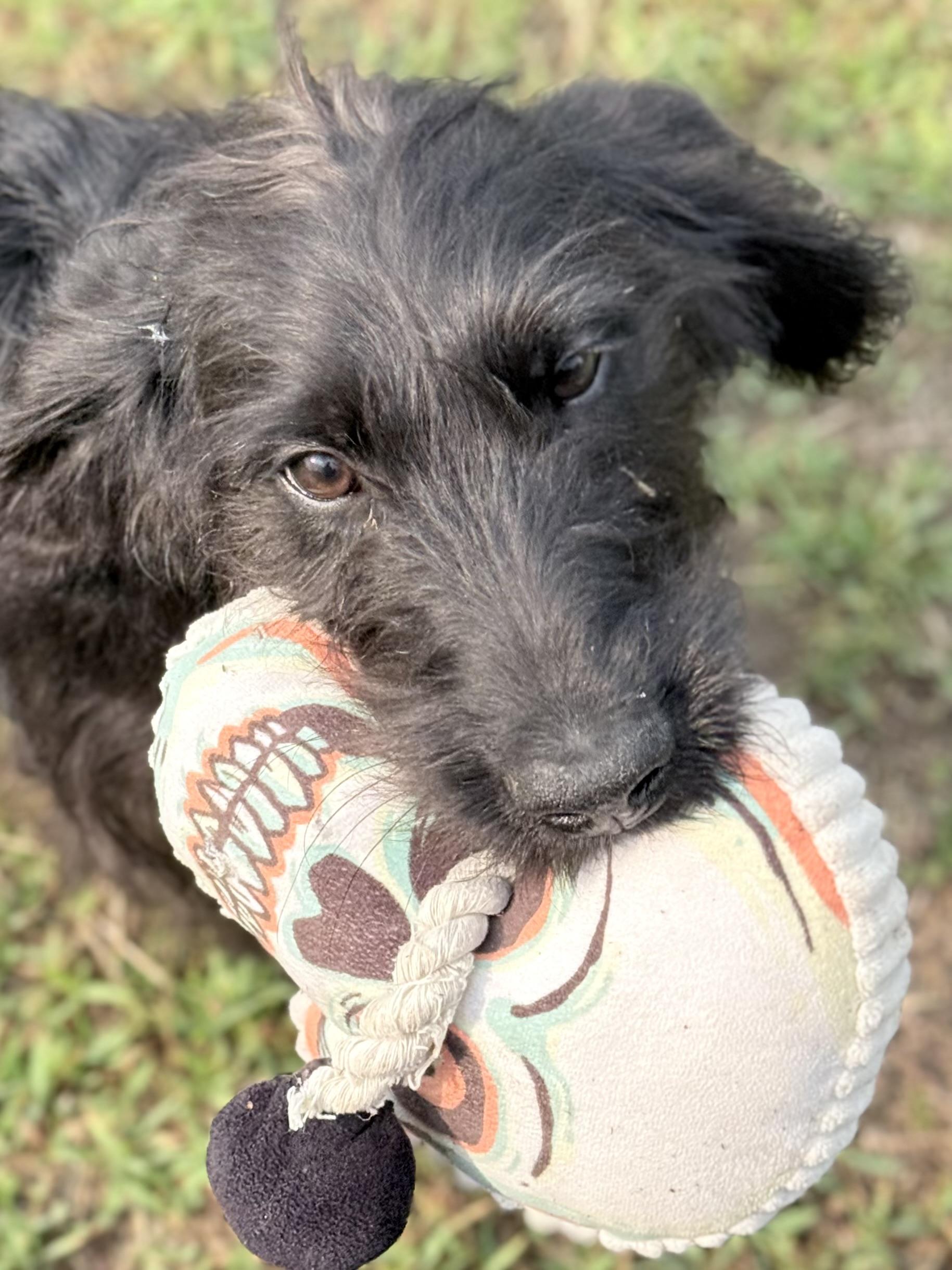 Wilber, a Adoptable mixed breed in South Saint Paul, MN image 5/6