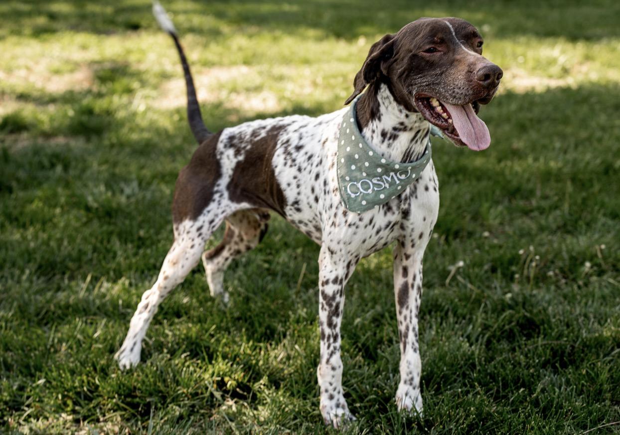 Cosmo, a ADOPTABLE German Shorthaired Pointer in MOORESVILLE, NC image 4/4