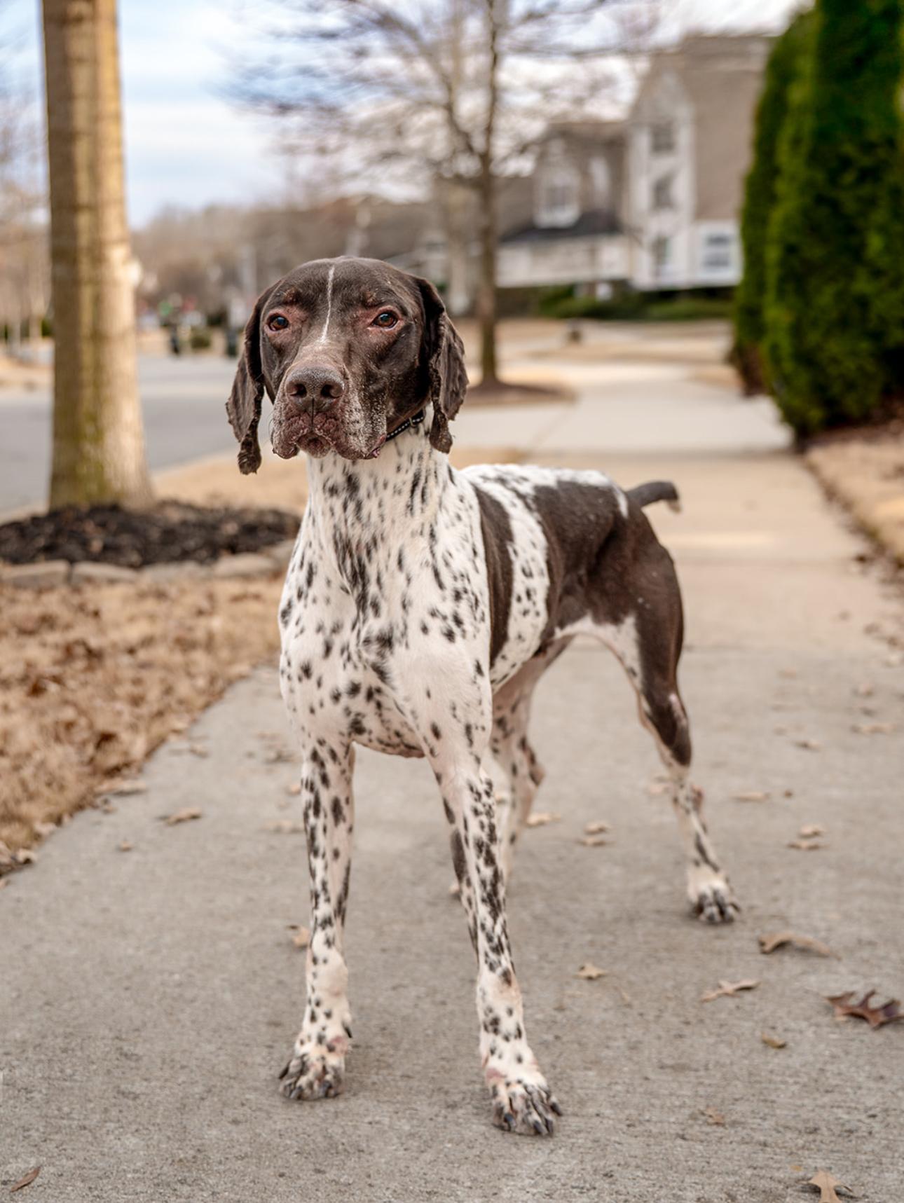 Cosmo, ADOPTABLE, Adult Male German Shorthaired Pointer.