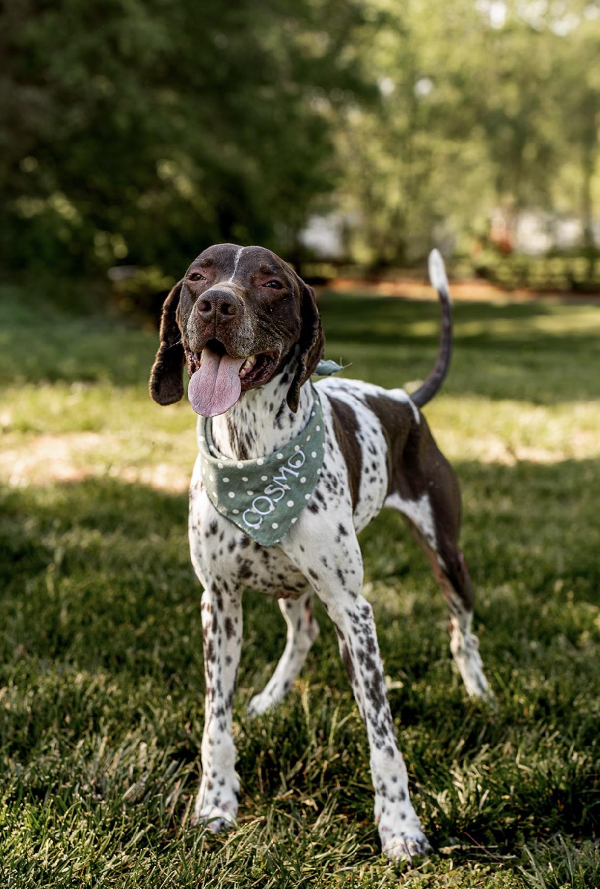 Cosmo, a ADOPTABLE German Shorthaired Pointer in MOORESVILLE, NC image 1/4