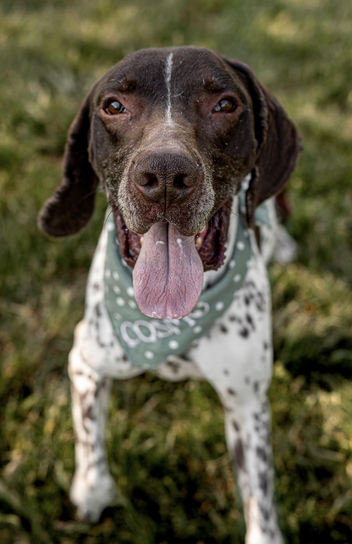 Cosmo, a ADOPTABLE German Shorthaired Pointer in MOORESVILLE, NC image 3/4