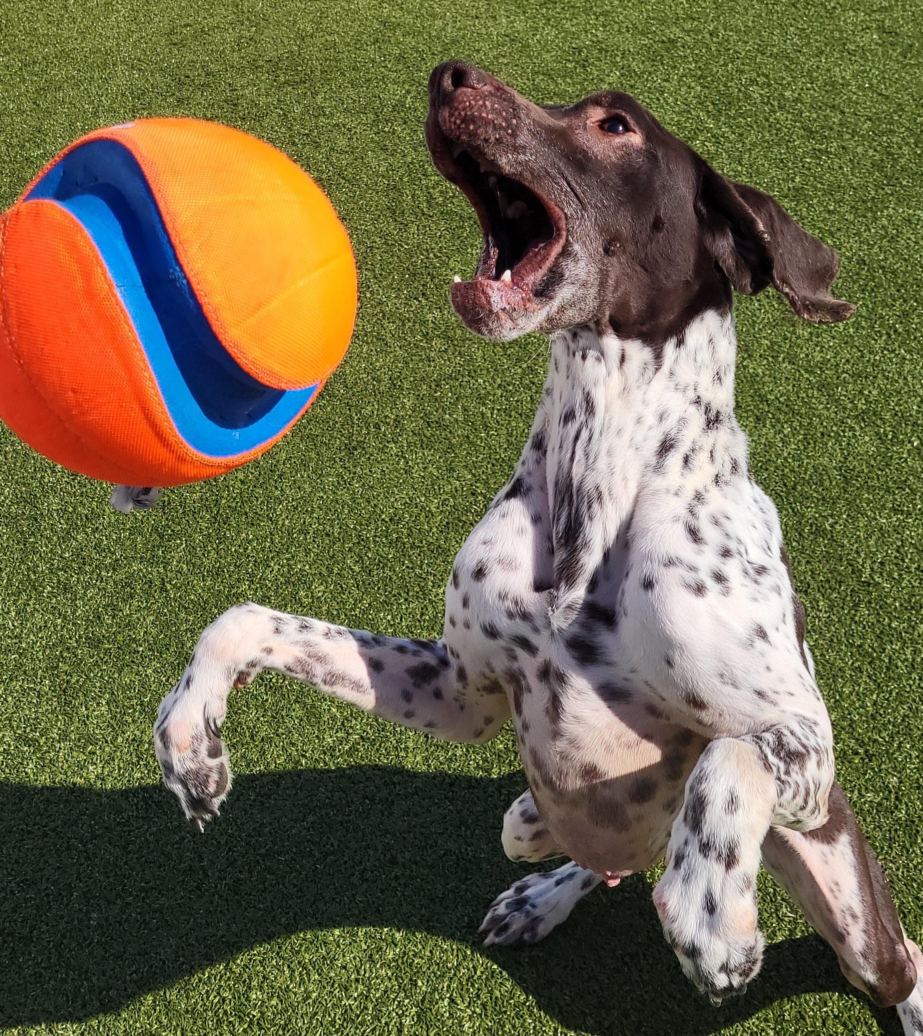 Cosmo, a ADOPTABLE German Shorthaired Pointer in MOORESVILLE, NC image 2/4