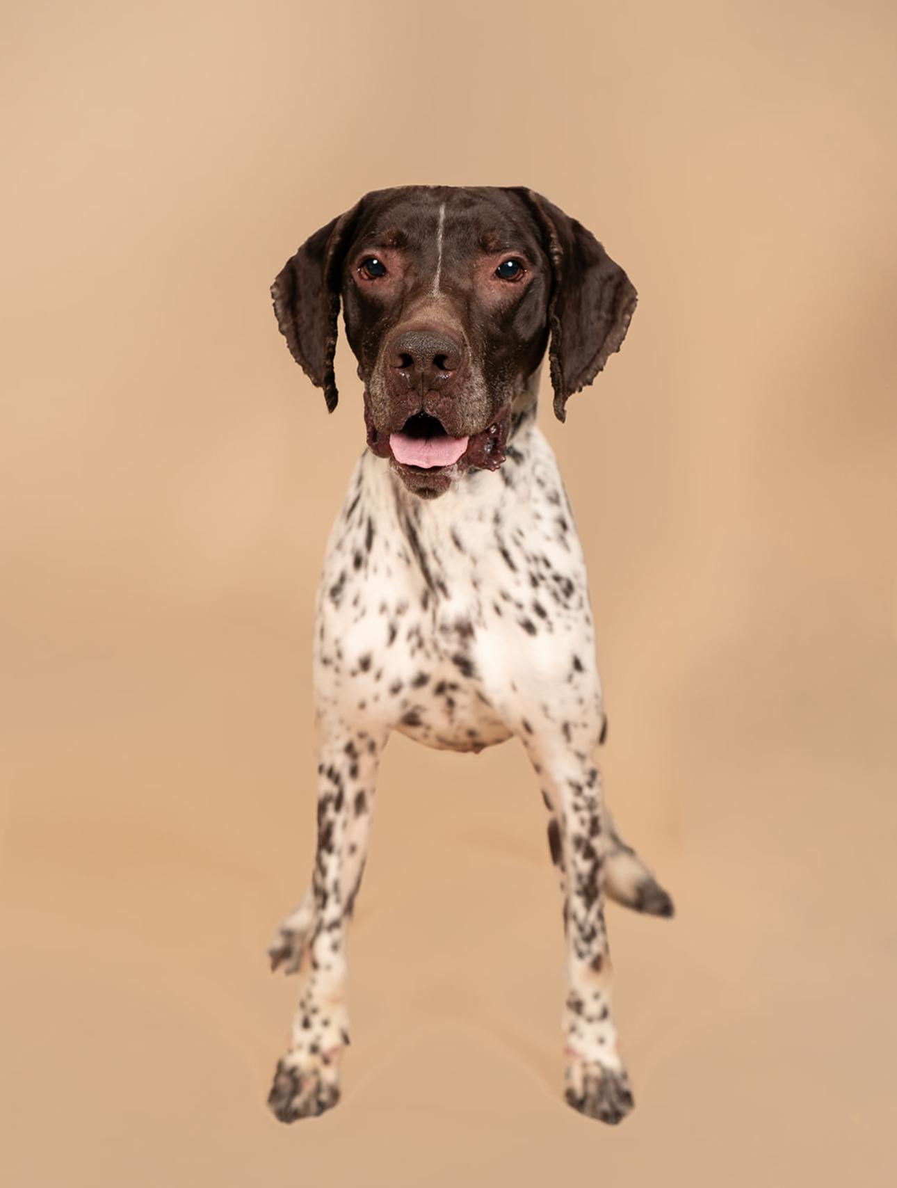 Enlarge Cosmo, a ADOPTABLE German Shorthaired Pointer in MOORESVILLE, NC image 2/4