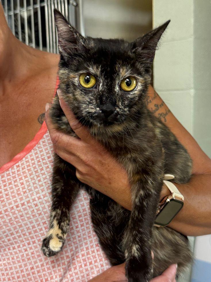 Kandi, Adoptable, Young Female Domestic Short Hair.
