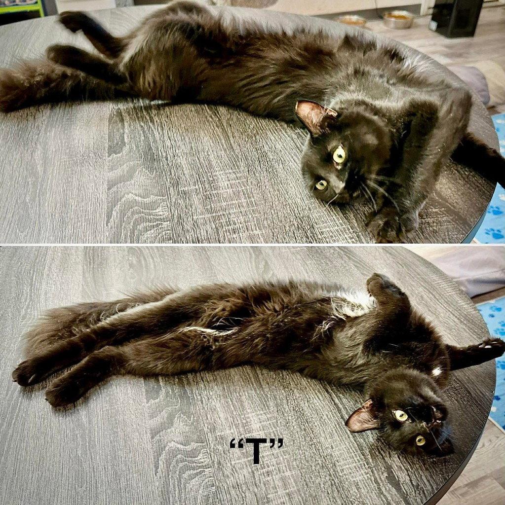 T, Adoptable, Young Male Domestic Short Hair.
