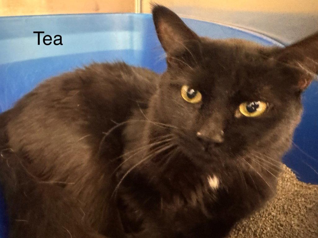 Enlarge T, a Adoptable Domestic Short Hair in Saint George, UT image 2/3