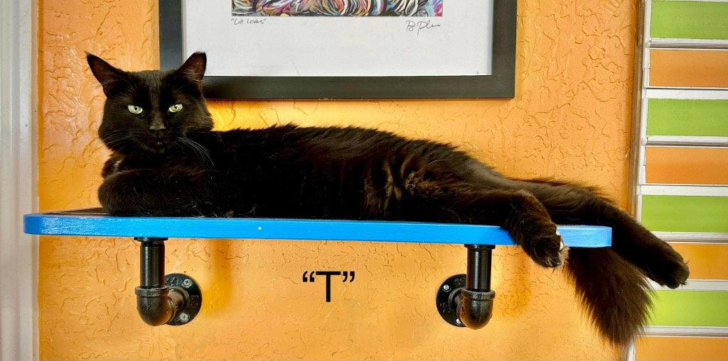 T, Adoptable, Young Male Domestic Short Hair.