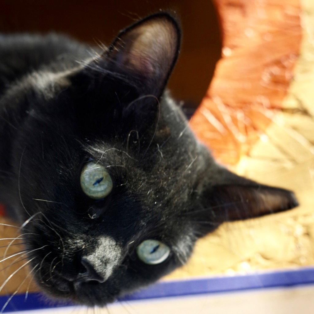 Enlarge T, a Adoptable Domestic Short Hair in Saint George, UT image 3/3