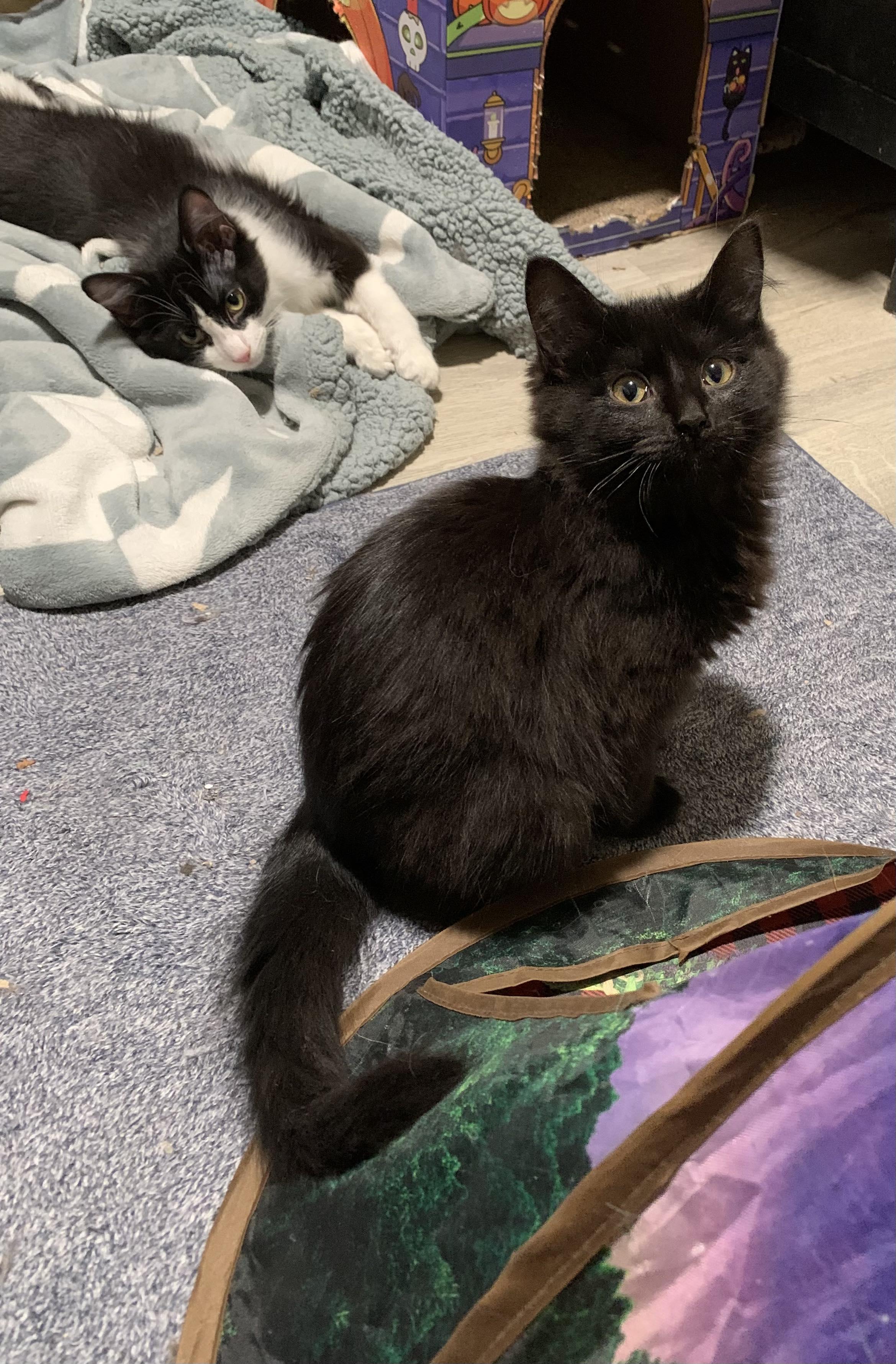 Enlarge Zoe, a Adoptable Domestic Long Hair in Zephyr, ON image 1/1